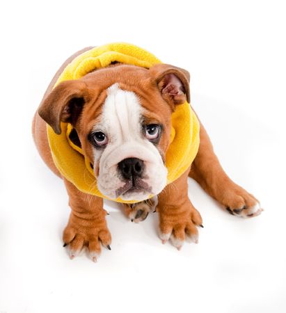 english Bulldog puppy on isolated background with yellow scarfの写真素材