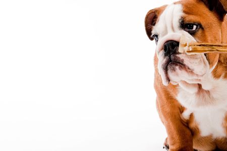 english Bulldog puppy on isolated backgroundの写真素材