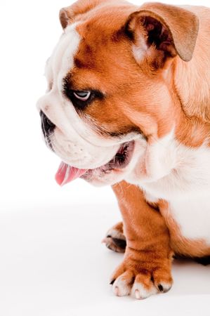 close up of english Bulldog puppy on isolated backgroundの写真素材