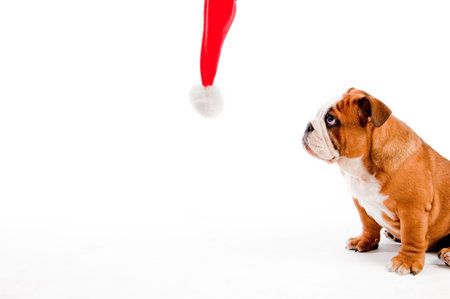 english Bulldog puppy look at isolated backgroundの写真素材