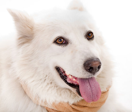 Close up of white dog in front of white background and facing Side wayの写真素材