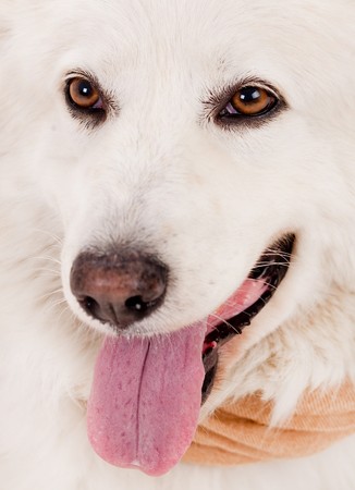 Close up shot of white dog splitting his tounge out and looking the camera,in studio shotの写真素材