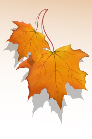 illustration of vector maple leafの写真素材