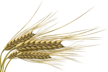 illustration of wheat grain on isolated backgroundのイラスト素材