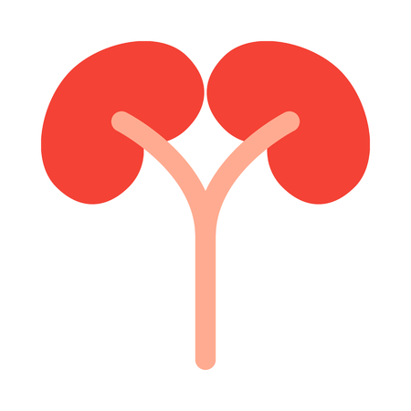 Kidneys, bean-shaped organ.のイラスト素材