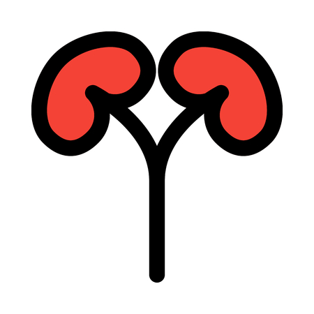 Kidneys, bean-shaped organ.のイラスト素材