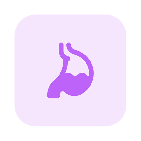 The stomach is a muscular organ located on the left side of the upper abdomenのイラスト素材