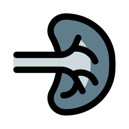 The spleen plays multiple supporting roles in the bodyのイラスト素材