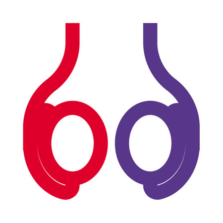 Testicle or testis (plural testes) is the male reproductive glandのイラスト素材