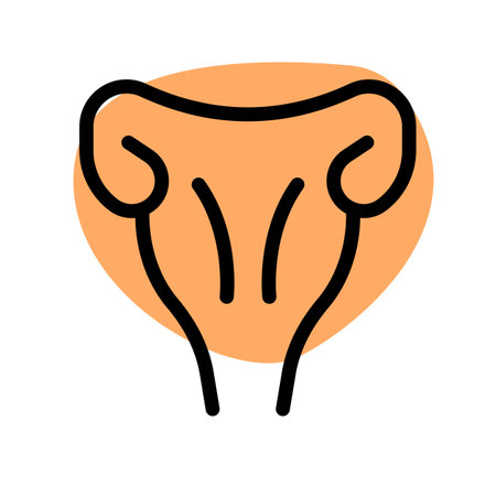The uterus is a hollow muscular organ located in the female pelvis between the bladder and rectumのイラスト素材