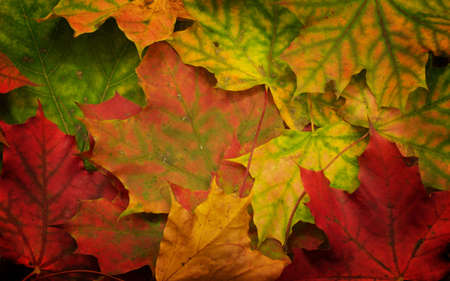 Colored Autumn Leavesの写真素材