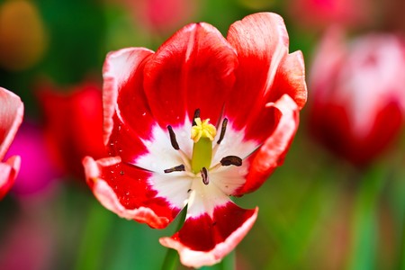 tulip in thaiの写真素材