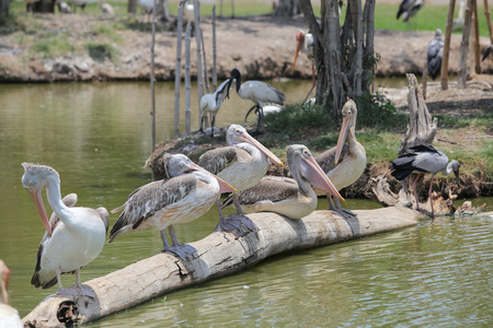 Group of Pelican in the  zoo Stand on the woodの写真素材