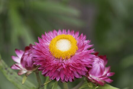 everlasting flower on green natureの写真素材
