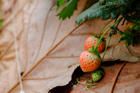 Vary young fresh strawberry on plant in farmの写真素材