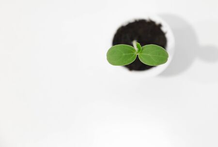 top viwe of young plant growing in plastic cup on white backgroundの写真素材
