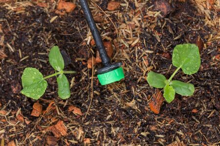 close up young plant growing after rainshowerの写真素材