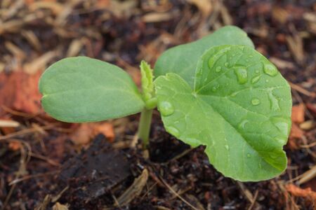close up young plant growing after rainshower