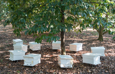 Hive of bees under around the treeの写真素材