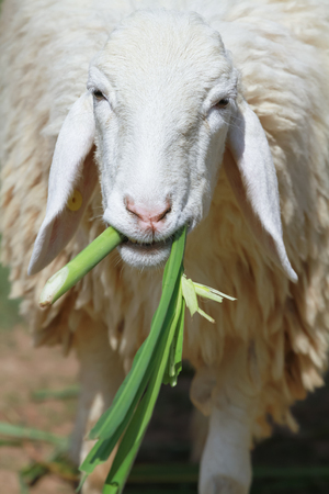 protrait of cute sheep feedingの写真素材