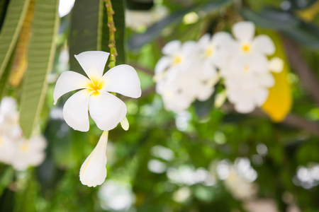 white plumeria flowers and leaf on nature backgroundの写真素材