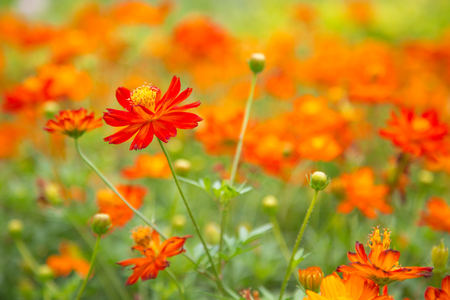 red and orange cosmos flower in green nature background.  flower in garden. Natural flower in field. Mexican Aster Cosmosの写真素材