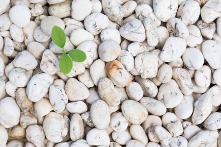 young green tree growing on stone floorの写真素材