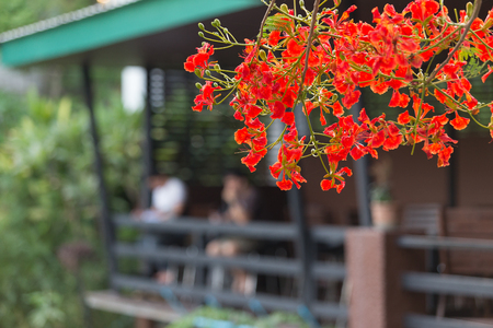 Red Peacock Flower blooming in nature background.(Caesalpinia pulcherrima)の写真素材