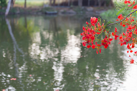 Red Peacock Flower blooming in nature background.(Caesalpinia pulcherrima)の写真素材