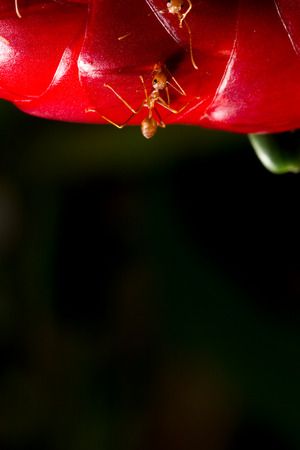close up red ant on cheilocostus speciosus flower (Crape ginger, Malay ginger, Spiral Flag, Wild ginger,Costus speciosus )の写真素材