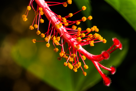 Closeup pollen of hibiscus flower (Hibiscus rosasinensis, Painted Lady Tropical Hibiscus)の写真素材