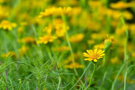 beautiful  yellow daisy flowers blooming in garden nature backgroundの写真素材
