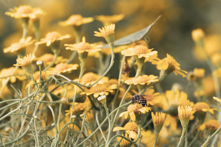 bee on beautiful  yellow daisy flowers blooming in garden nature backgroundの写真素材
