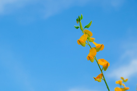 beautiful yellow sunhemp flower blooming in nature background. Crotalaria juncea.の写真素材