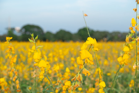 beautiful yellow sunhemp flower blooming in nature background. Crotalaria juncea.の写真素材
