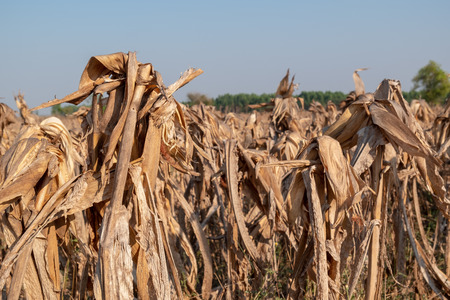 Corn fields afrer harvest in sunset sky. Maize field