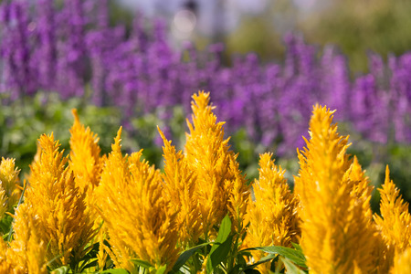 closeup beautiful yellow cockscomb flower. blooming in garden. Celosia cristata.の写真素材