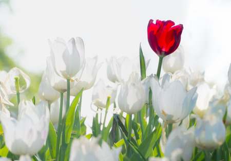 closeup beautiful red tulip in around white tulips. nature backgroundの写真素材