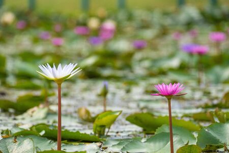 closeup beautiful water lily bloom in pond, nature background, lotusの写真素材