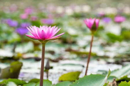 closeup beautiful water lily bloom in pond, nature background, lotusの写真素材