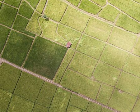 Arial view of old galvanized cottage in rice fields growing in afternoon with shadow of cloud....