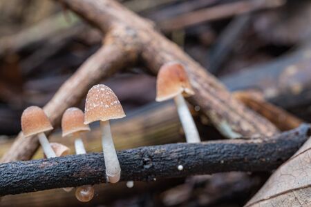closeup brown wild mushrooms on tree branch and moss in nature background concept life in natureの写真素材