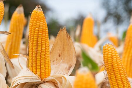 beautiful corn and leaf in plant field ready to crop or harveast in nature background concept...