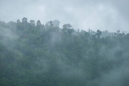 Mountain forest in the mist after rain in morning Fresh feeling fresh and coolの写真素材