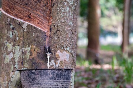 closeup liquid latex drip from rubber tree in black cup. plantation background concept agicutureの写真素材