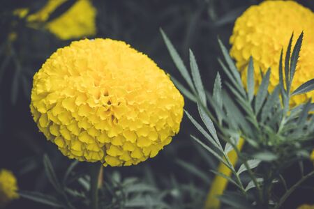 beautiful marigolds flowers bloom in the garden nature background. (Tagetes erecta, Mexican marigold, African marigold)の写真素材