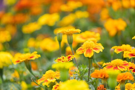beautiful marigolds flowers bloom in the garden nature background. (Tagetes erecta, Mexican marigold, African marigold)の写真素材