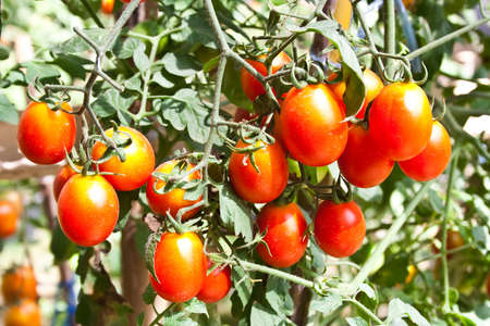tomato treeの写真素材