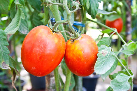 tomato treeの写真素材