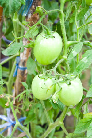 tomato treeの写真素材
